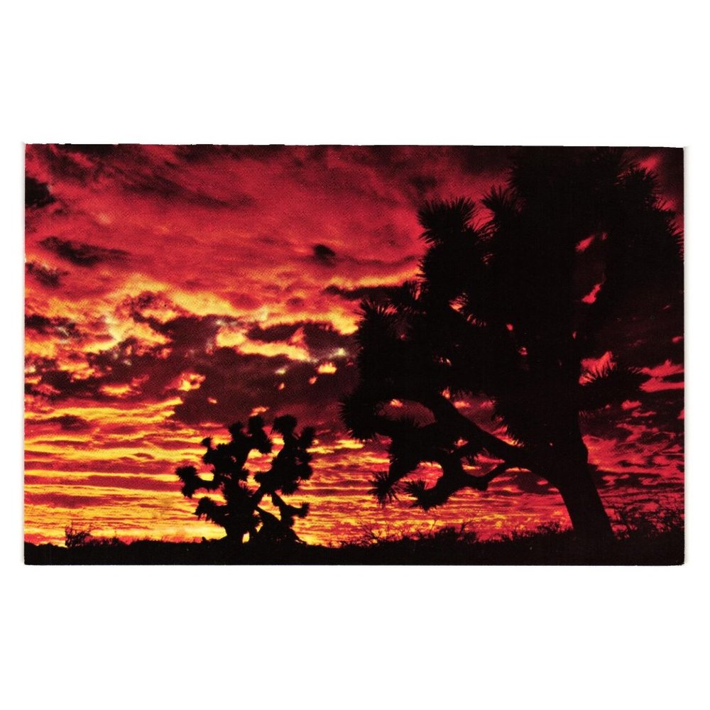 Vintage Postcard Sunset in Joshualand Joshua Tree Desert